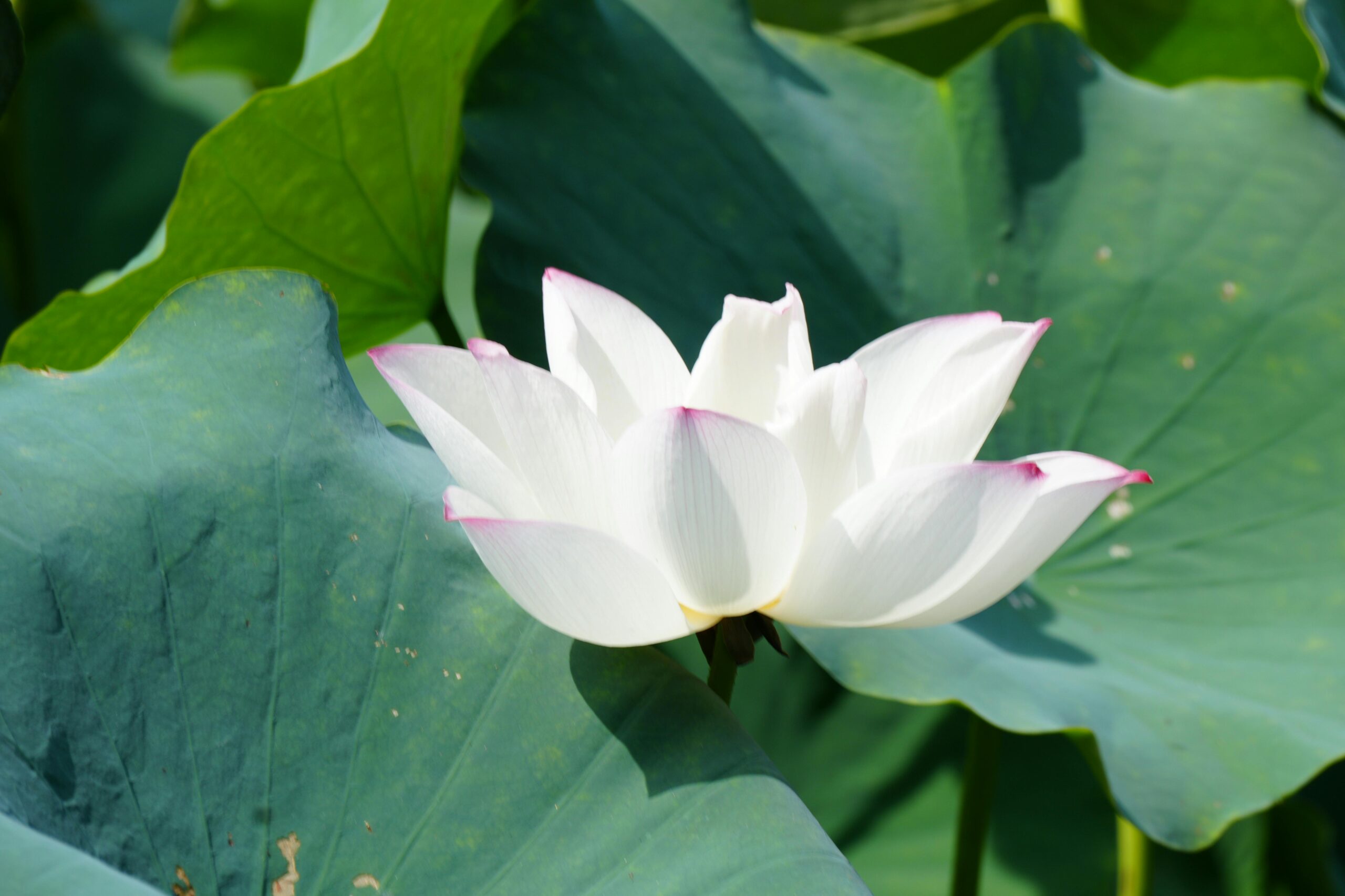 Elegant white lotus flower surrounded by lush green leaves in natural sunlight.